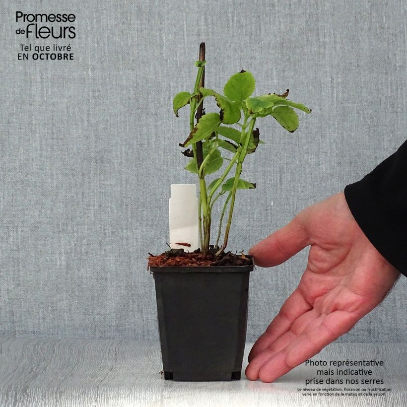 Spécimen de Agastache nepetoides Godet de 8/9 cm tel que livré en automne