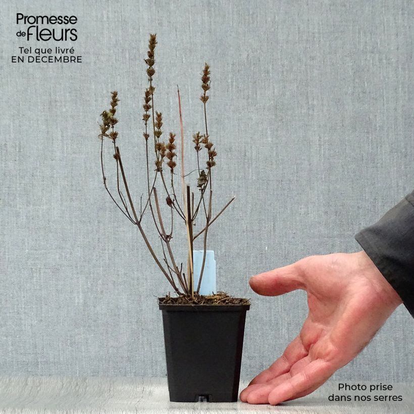 Spécimen de Agastache rugosa After Eight - Agastache rugueuse Godet de 8/9 cm tel que livré en hiver