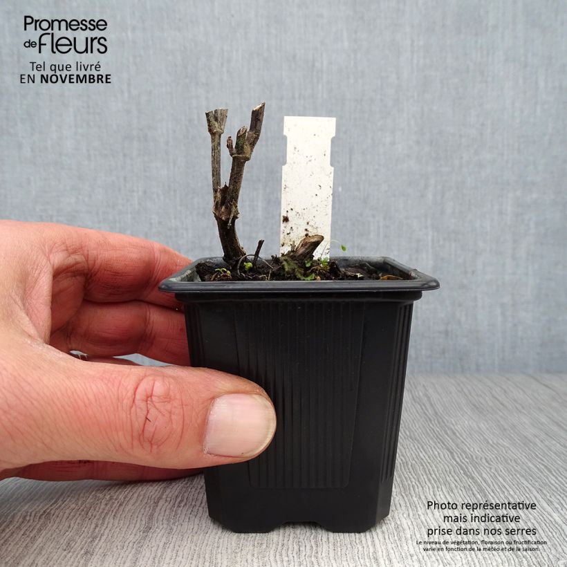 Spécimen de Agastache rugosa Alabaster Godet de 8/9 cm tel que livré en automne