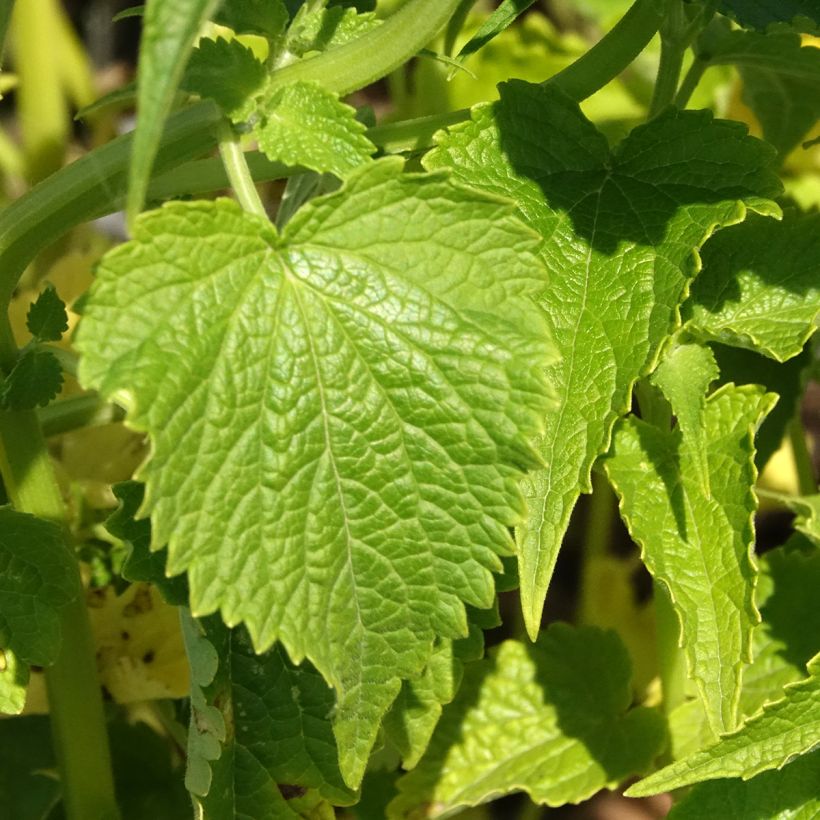 Graines d'Agastache rugosa Alabaster (Feuillage)