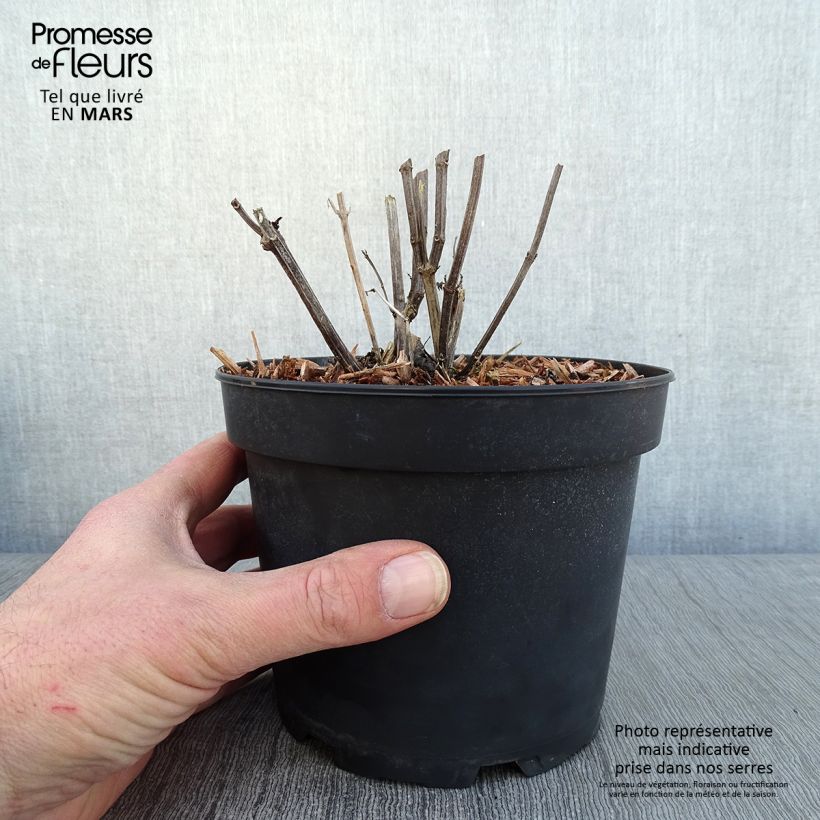 Spécimen de Agastache rugosa Alabaster Pot de 2L/3L tel que livré en hiver