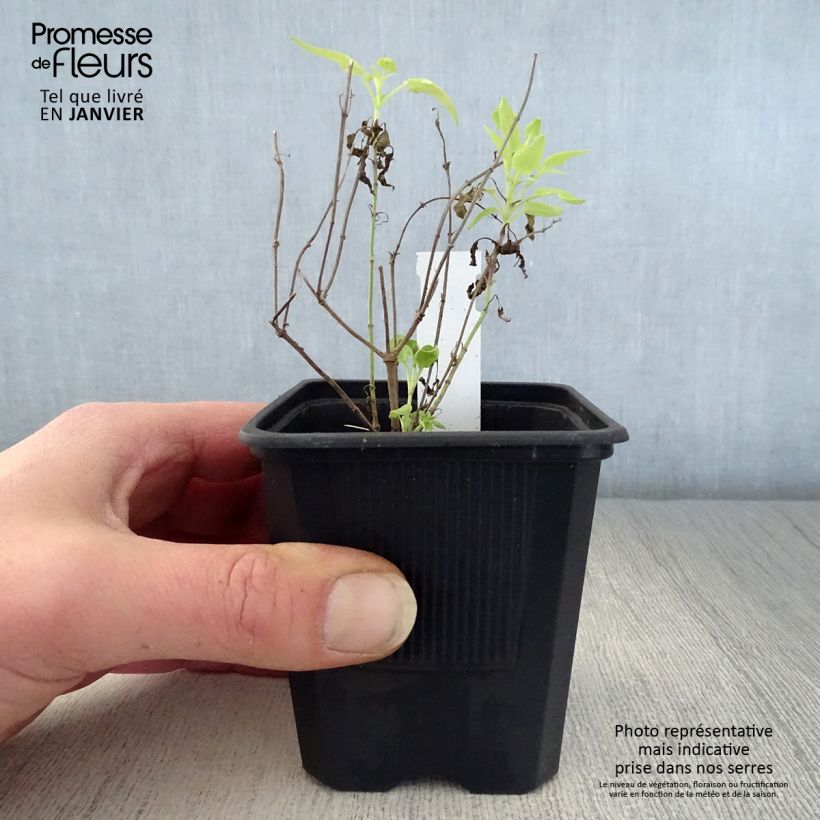 Spécimen de Agastache rupestris Godet de 8/9 cm tel que livré en hiver