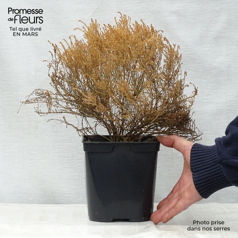 Spécimen de Agathosma capensis - Buchu du Cap Pot de 2L/3L tel que livré au printemps