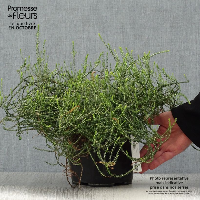 Spécimen de Agathosma capensis - Buchu du Cap Pot de 2L/3L tel que livré en automne