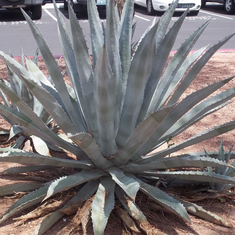 Agave americana (Hábito)