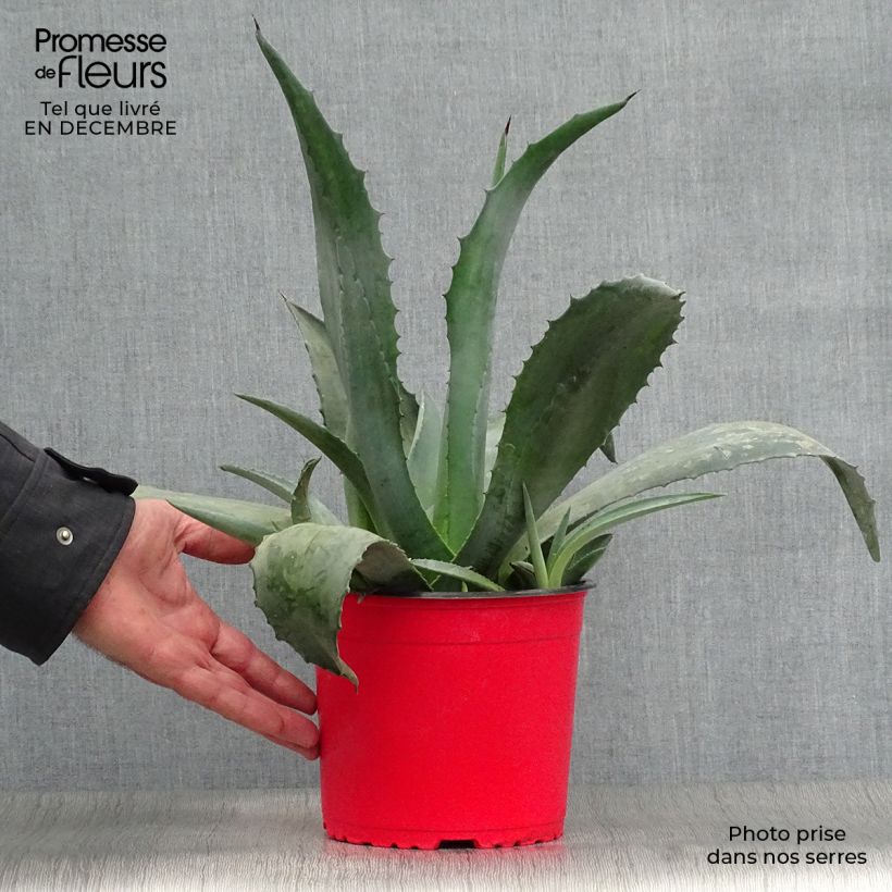 Spécimen de Agave americana - Agave d'Amérique Pot de 3L/4L tel que livré en hiver