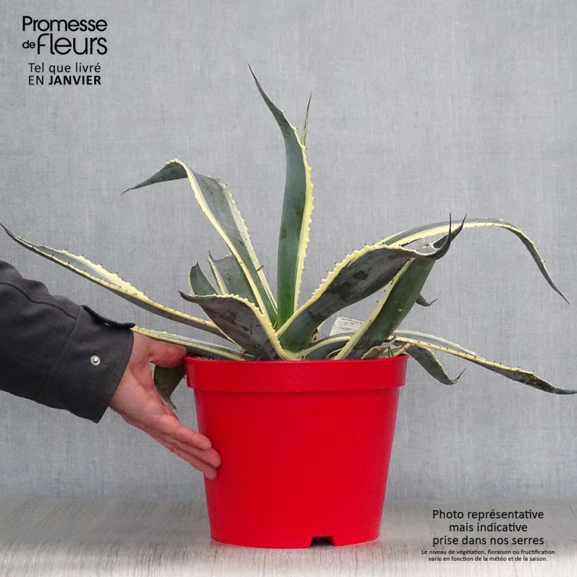 Spécimen de Agave americana Variegata - Agave d'Amérique Pot de 7,5L/10L tel que livré en hiver