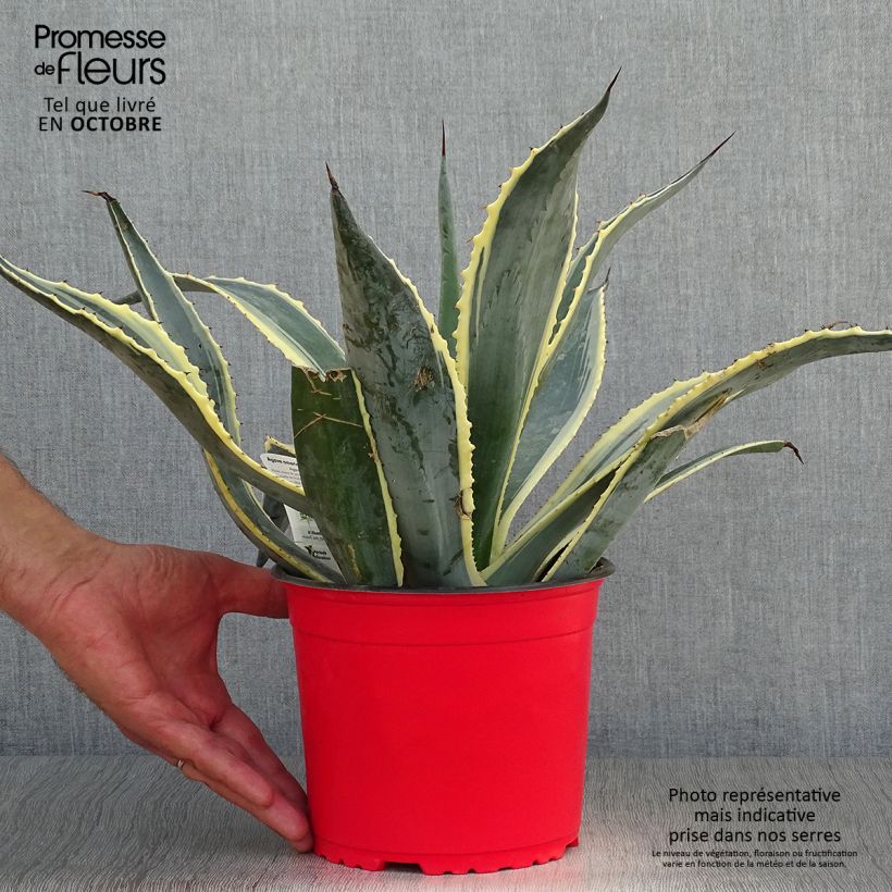 Spécimen de Agave americana Variegata - Agave d'Amérique Pot de 2L/3L tel que livré en automne