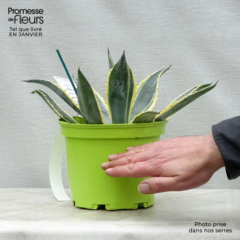 Spécimen de Agave americana Variegata - Agave d'Amérique Pot de 2L/3L tel que livré en hiver