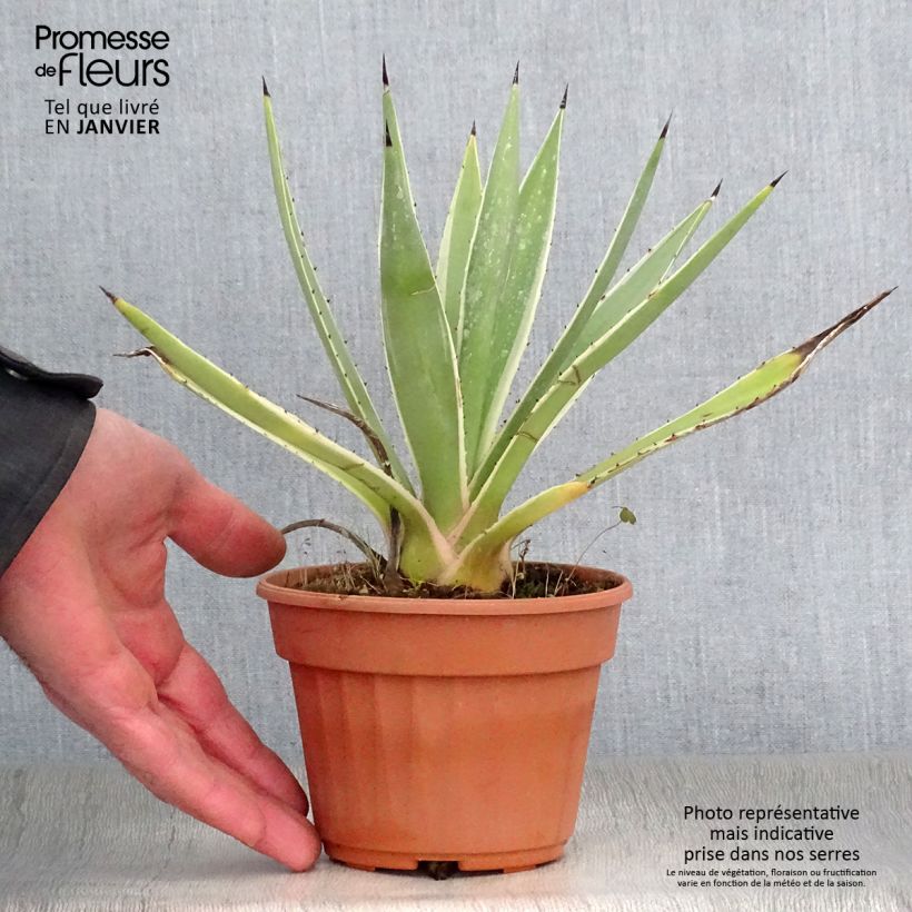 Spécimen de Agave angustifolia Marginata Pot de 12 cm / 13 cm tel que livré en hiver