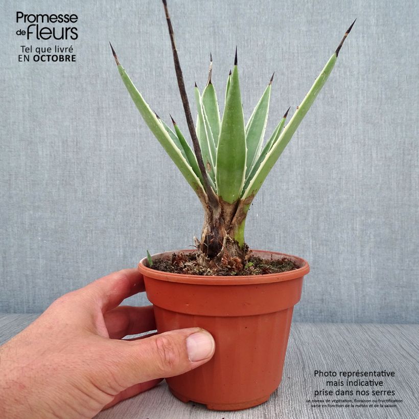 Spécimen de Agave angustifolia Marginata Pot de 12 cm / 13 cm tel que livré en automne
