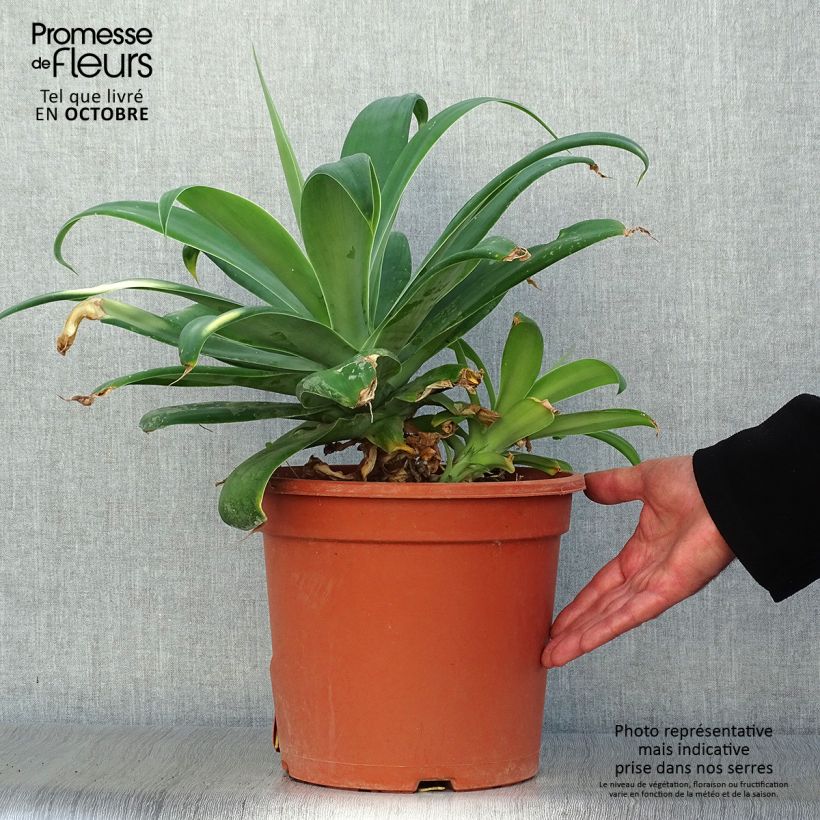 Spécimen de Agave attenuata - Agave à cou de cygne Pot de 7,5L/10L tel que livré en automne