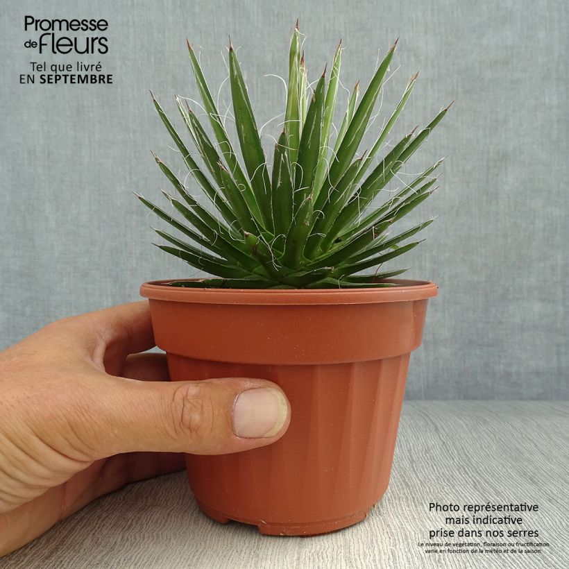 Spécimen de Agave filifera Godet de 8/9 cm tel que livré en automne