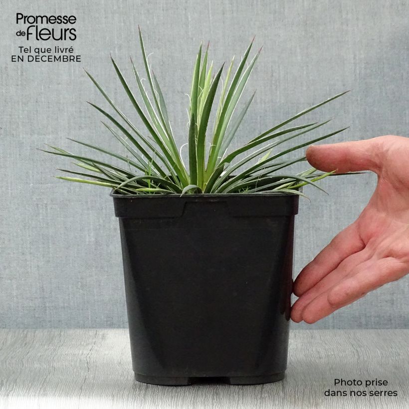 Spécimen de Agave geminiflora - Agave à fleurs jumelles Pot de 2L/3L tel que livré en hiver
