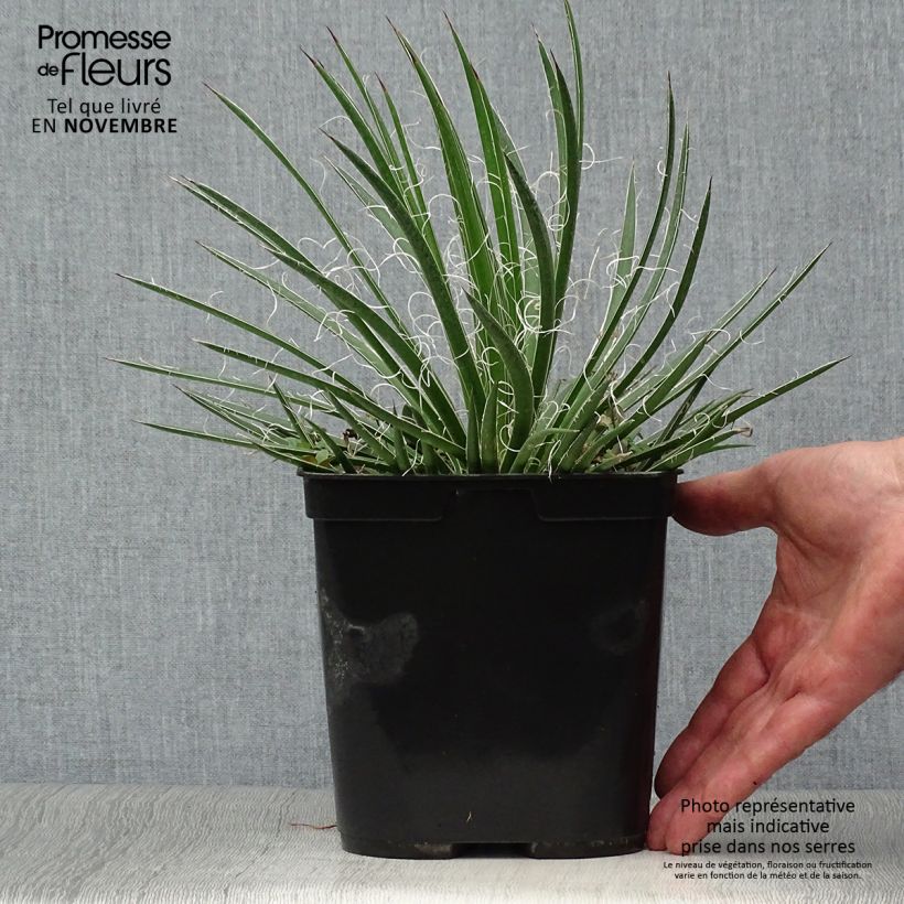 Spécimen de Agave geminiflora - Agave à fleurs jumelles Pot de 2L/3L tel que livré en automne