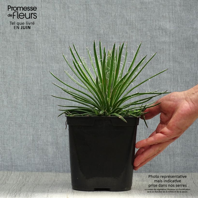 Spécimen de Agave geminiflora - Agave à fleurs jumelles Pot de 2L/3L tel que livré en été