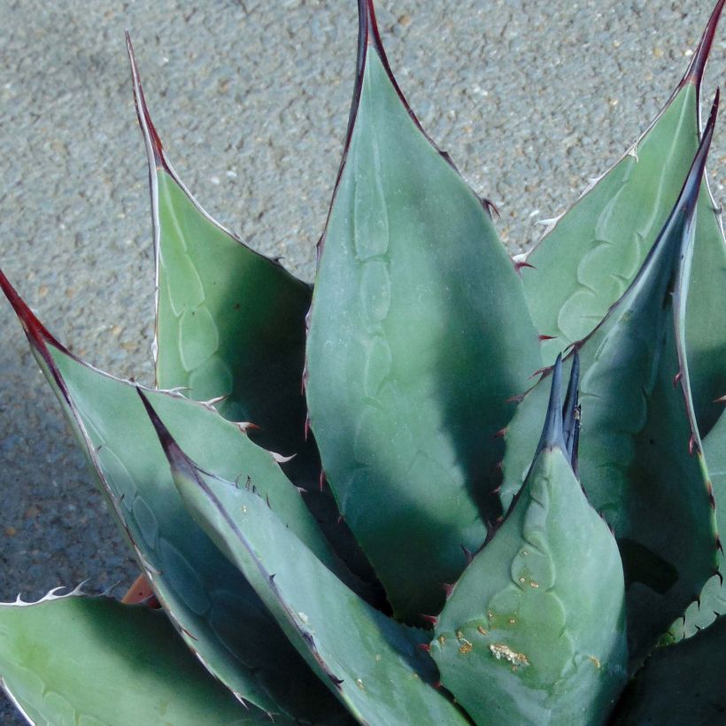 Agave havardiana (Folhagem)