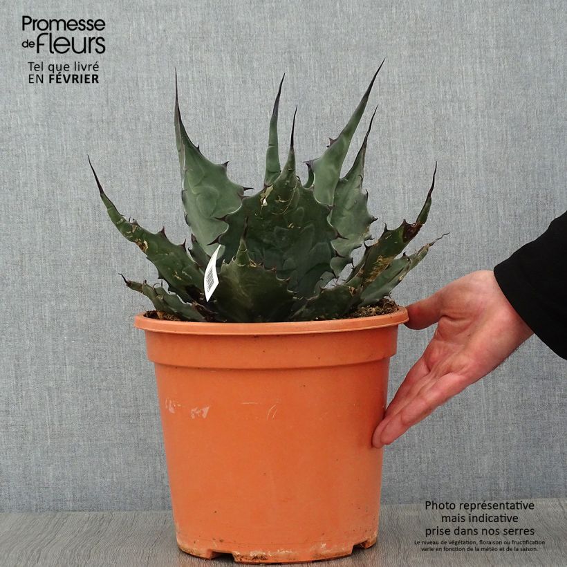 Spécimen de Agave havardiana Pot de 7,5L/10L tel que livré en hiver