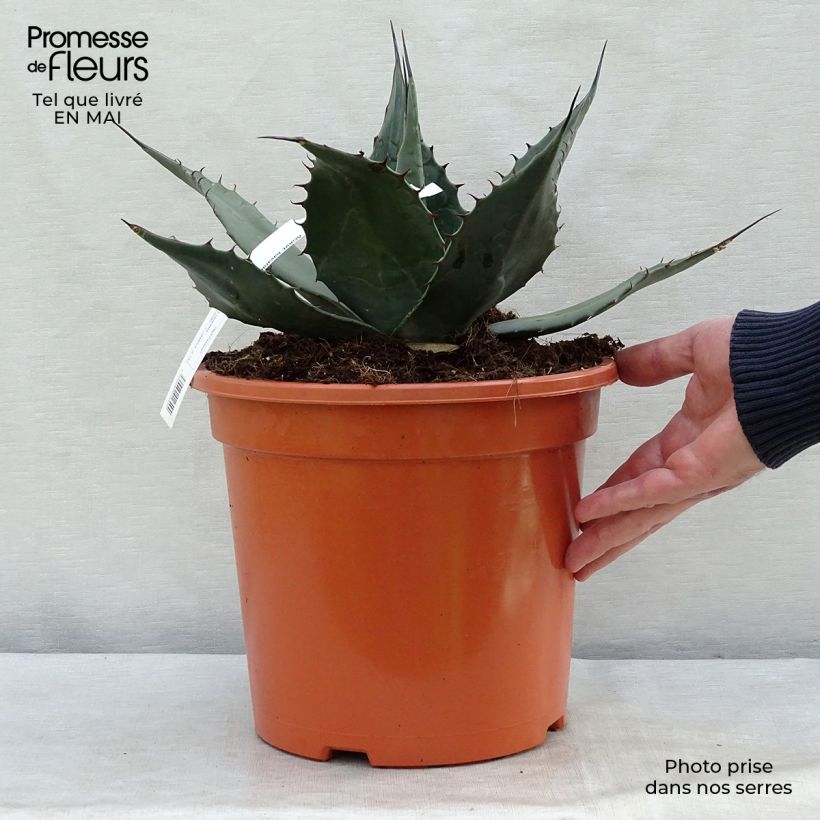 Spécimen de Agave havardiana Pot de 7,5L/10L tel que livré au printemps