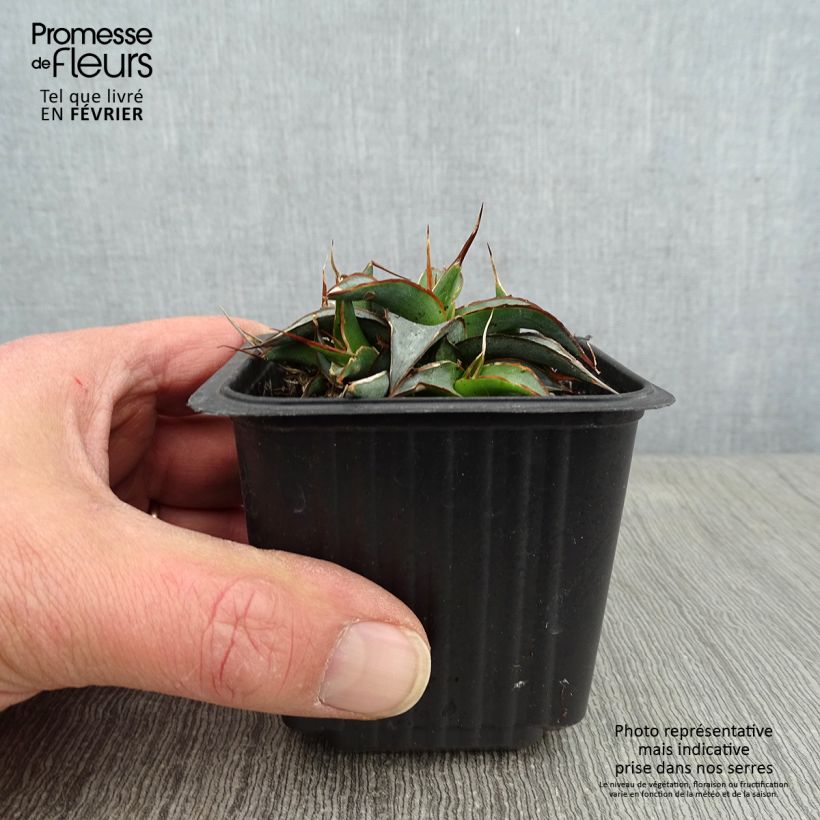 Spécimen de Agave impressa Impressive Godet de 8/9 cm tel que livré en hiver