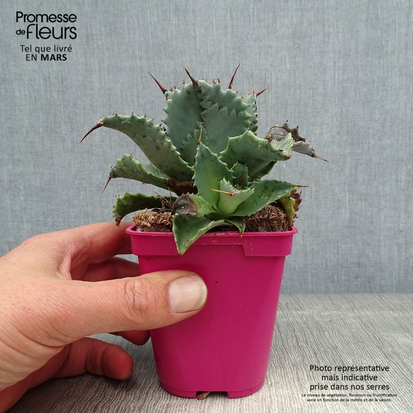 Spécimen de Agave isthmensis Pot de 10 cm/11cm tel que livré au printemps