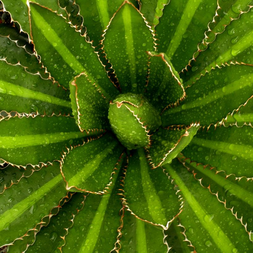 Agave lophantha Splendida - Agave bicolore (Feuillage)