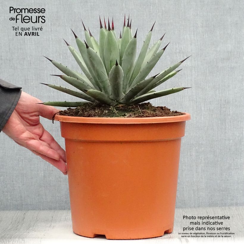 Amostra de Agave macroacantha Vaso de 7,5 L/10 L tal como entregue na primavera
