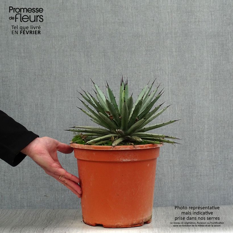 Spécimen de Agave macroacantha Pot de 7,5L/10L tel que livré en hiver