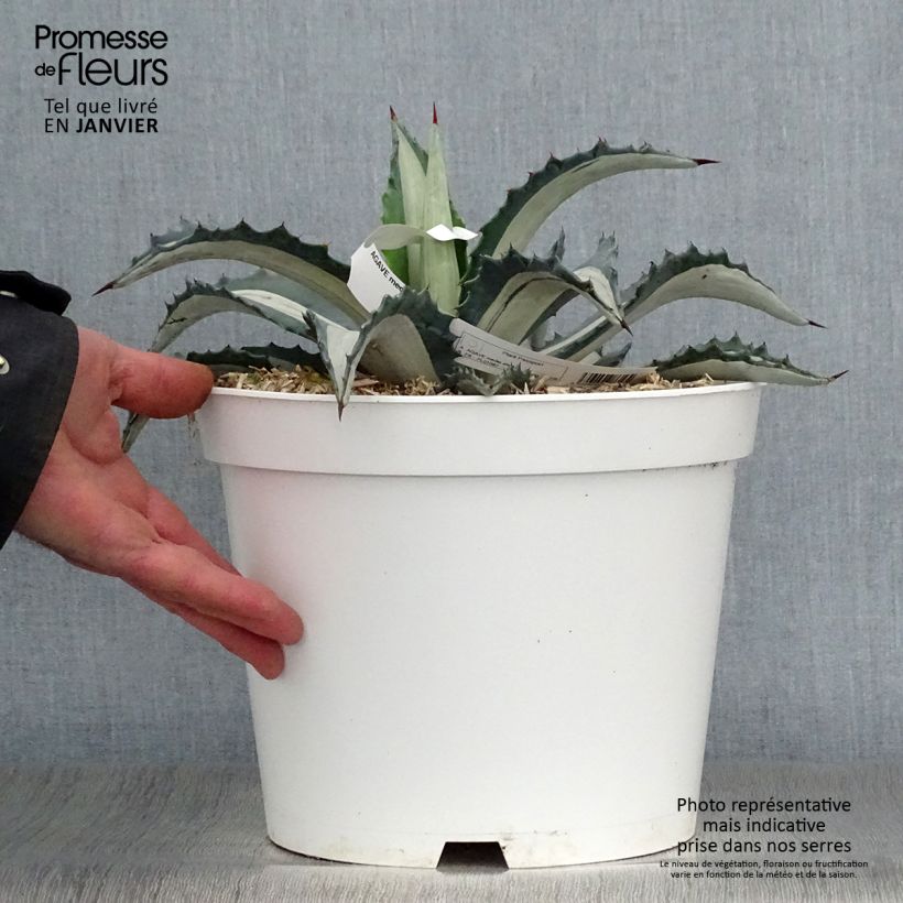 Spécimen de Agave Mediopicta Alba - Agave d'Amérique Pot de 7,5L/10L tel que livré en hiver