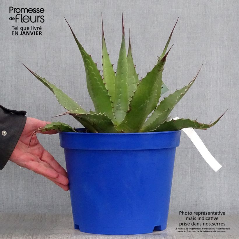 Spécimen de Agave montana Pot de 7,5L/10L tel que livré en hiver