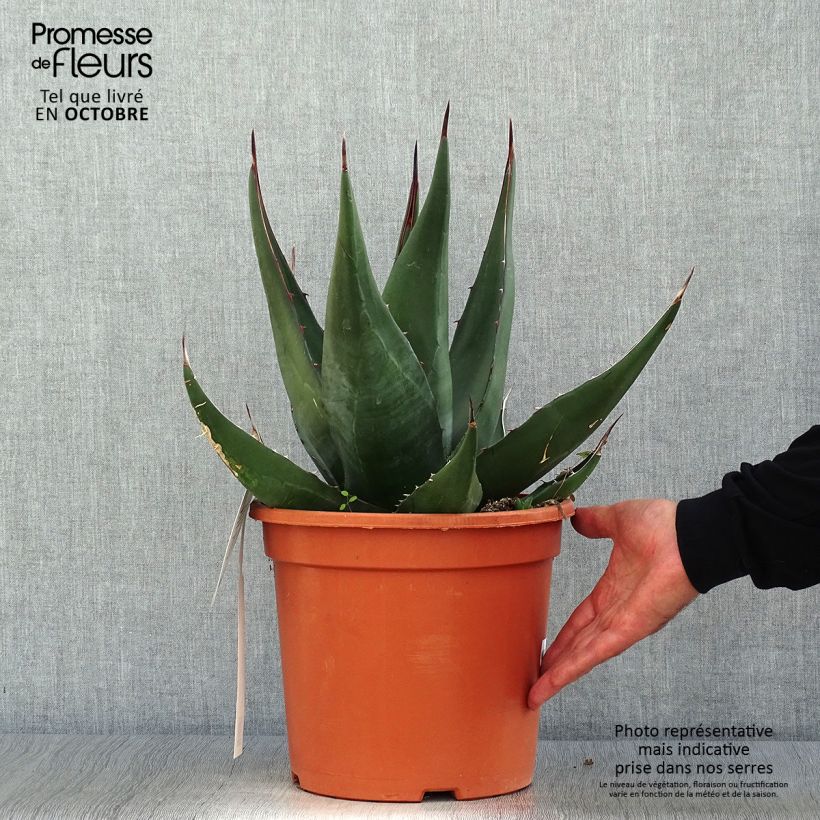 Spécimen de Agave montana Pot de 7,5L/10L tel que livré en automne