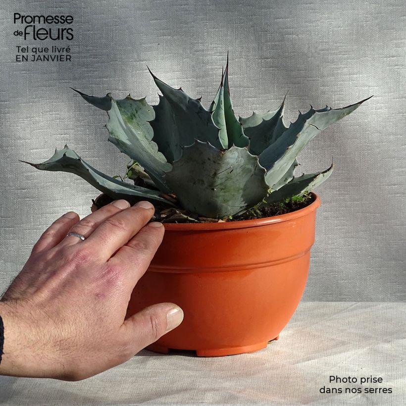 Spécimen de Agave ovatifolia Pot de 3L/4L tel que livré en hiver