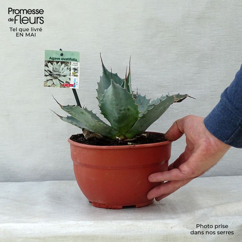 Spécimen de Agave ovatifolia Pot de 3L/4L tel que livré au printemps