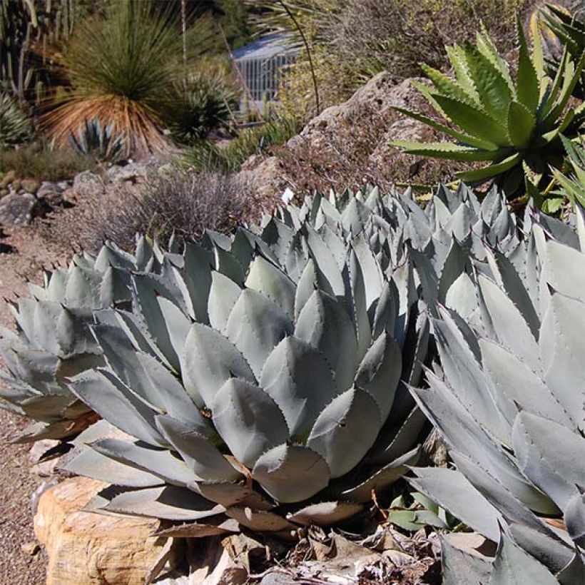 Agave parryi var. huachucensis (Hábito)