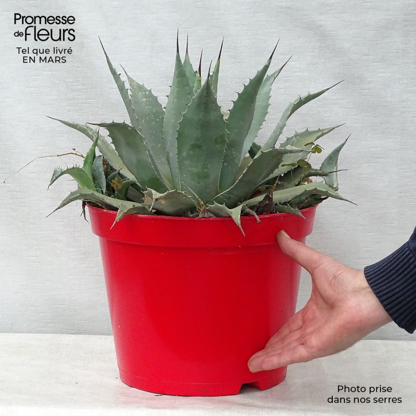 Spécimen de Agave parryi neomexicana Pot de 7,5L/10L tel que livré au printemps