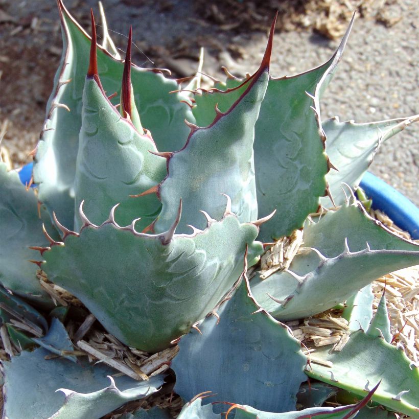 Agave potatorum var. verschaffeltii (Folhagem)