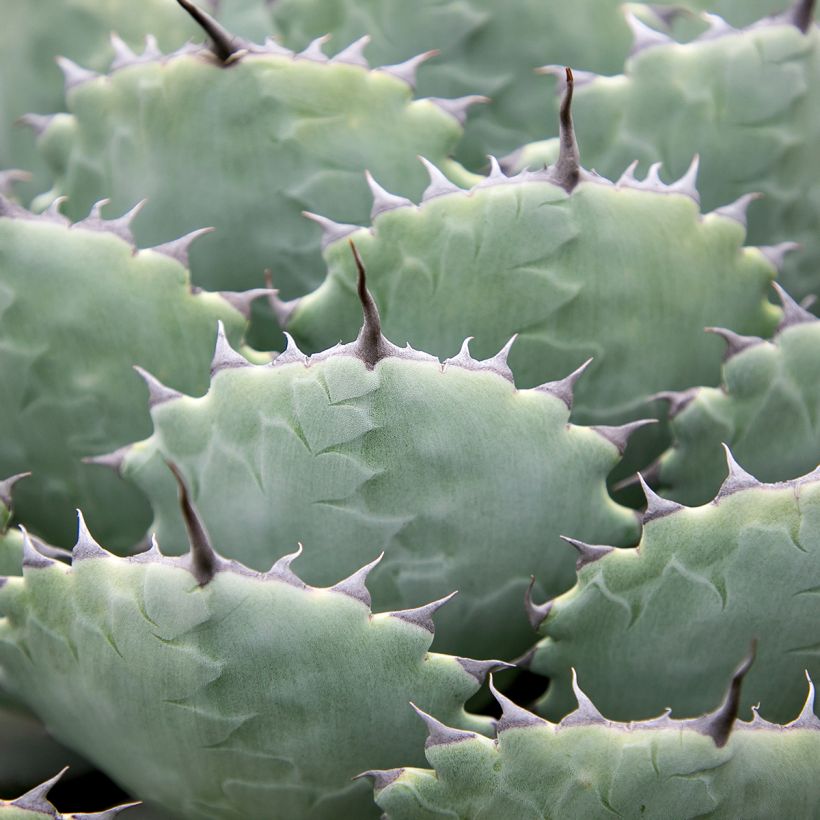 Agave potatorum (Feuillage)