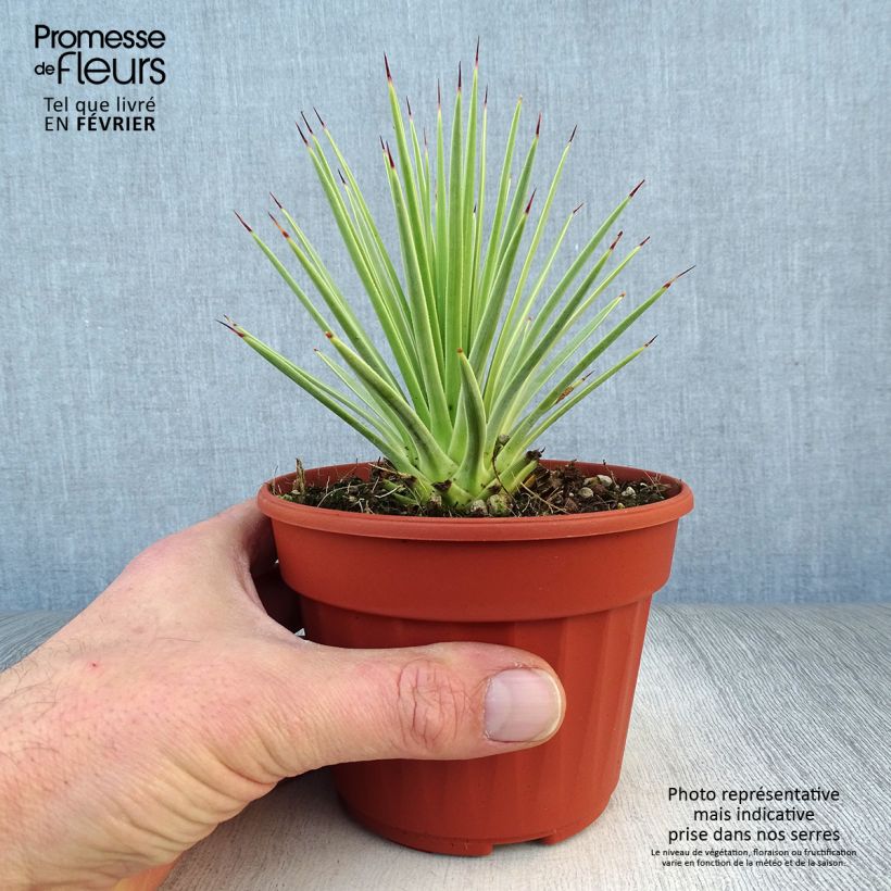 Spécimen de Agave stricta Nana Pot de 12 cm / 13 cm tel que livré en hiver