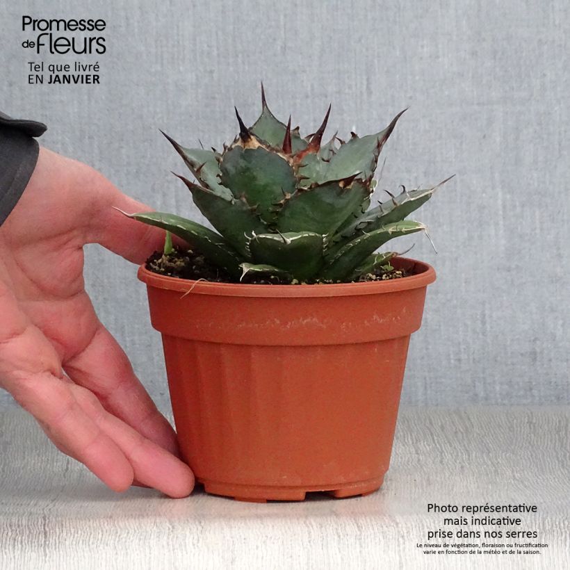 Spécimen de Agave titanota Pot de 12 cm / 13 cm tel que livré en hiver