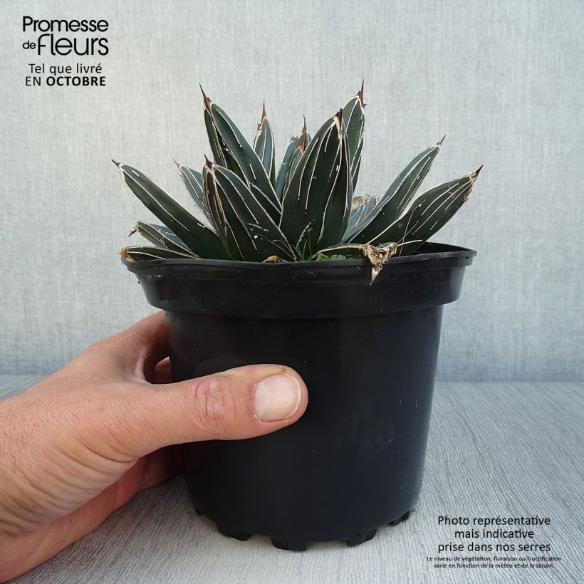 Spécimen de Agave victoriae reginae - Agave de la Reine Victoria Pot de 2L/3L tel que livré en automne