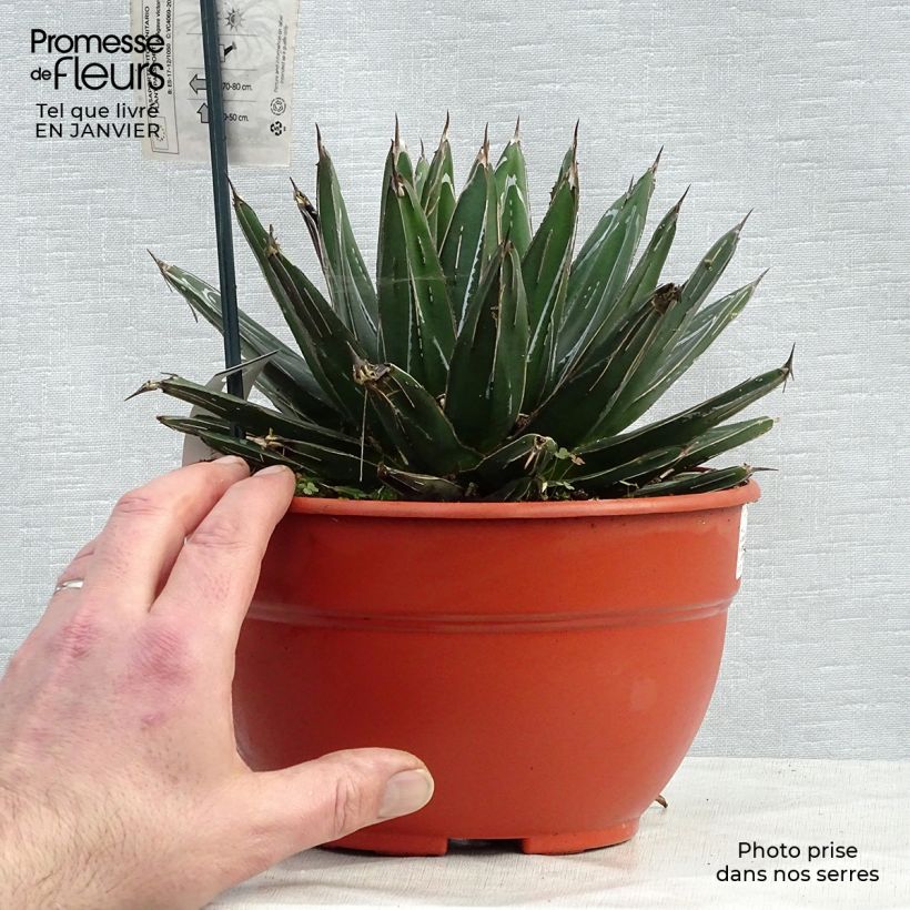 Spécimen de Agave victoriae reginae - Agave de la Reine Victoria Pot de 2L/3L tel que livré en hiver