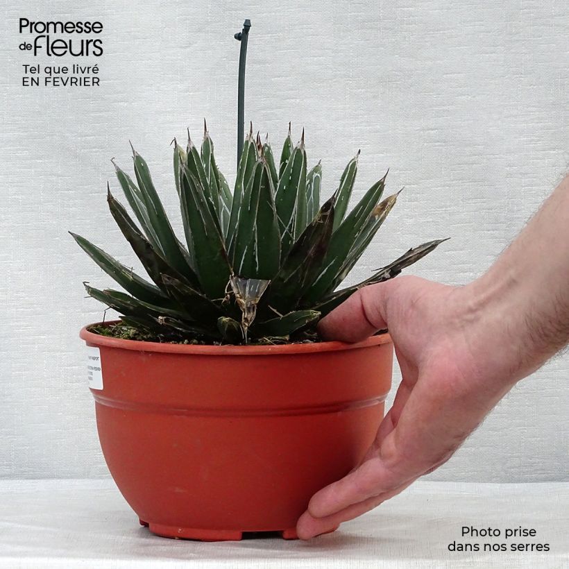 Spécimen de Agave victoriae reginae - Agave de la Reine Victoria Pot de 4L/5L tel que livré en hiver