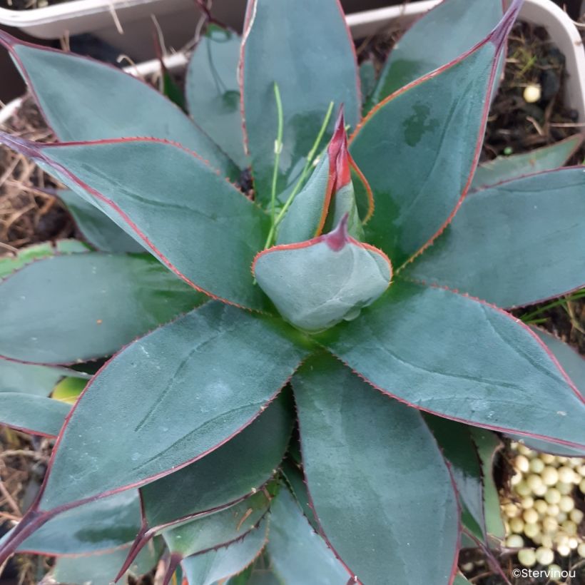 Agave attenuata Blue Ember (Floraison)
