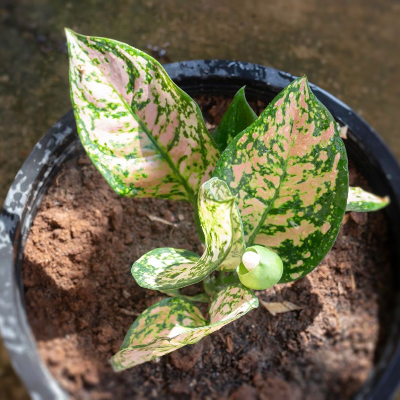 Aglaonema Beauty (Feuillage)