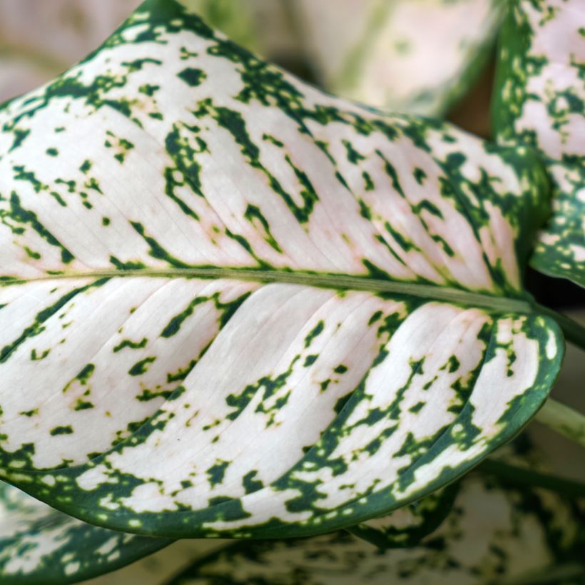 Aglaonema Variegata Pearls (Feuillage)