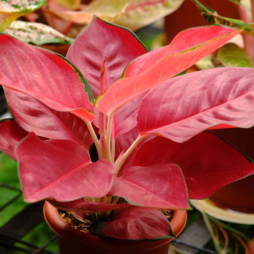 Aglaonema Rich Red (Port)