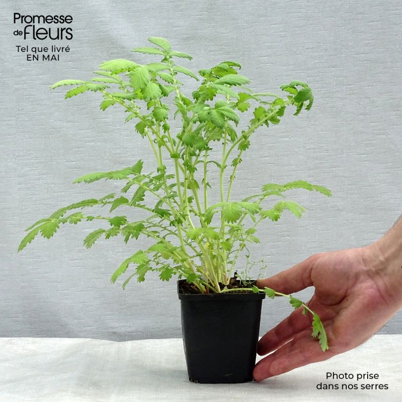 Amostra de Agrimonia eupatoria Alba Vaso de 8/9 cm tal como entregue na primavera