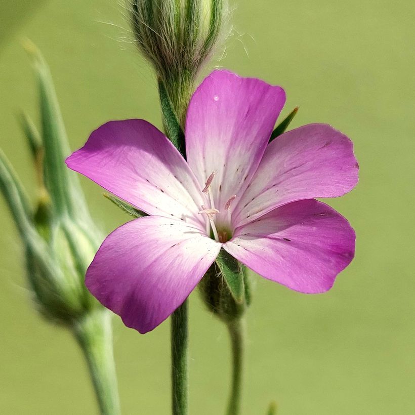 Graines de Nielle des Blés BIO - Agrostemma githago (Floraison)