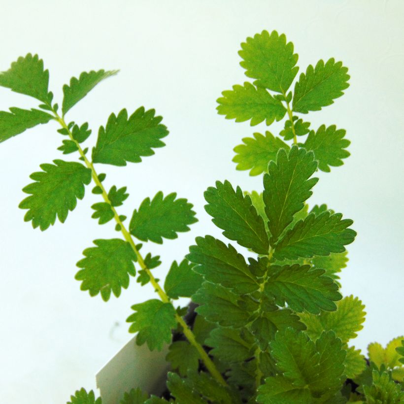 Agrimonia eupatoria (Folhagem)