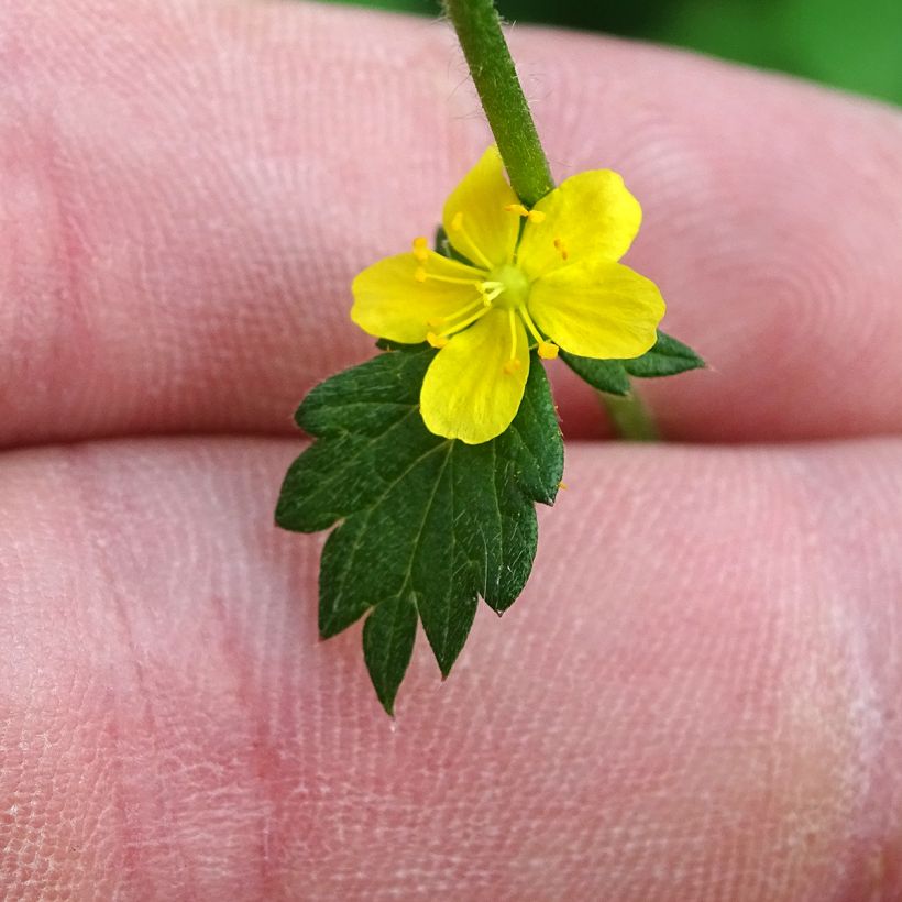 Agrimonia eupatoria (Floração)